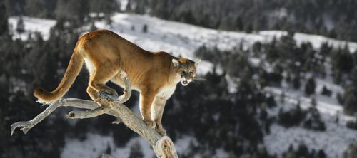 Update from New Mexicos Best Hunting Outfitter