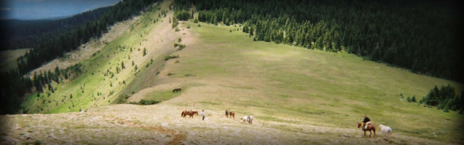 New Mexico Cow Elk Hunts