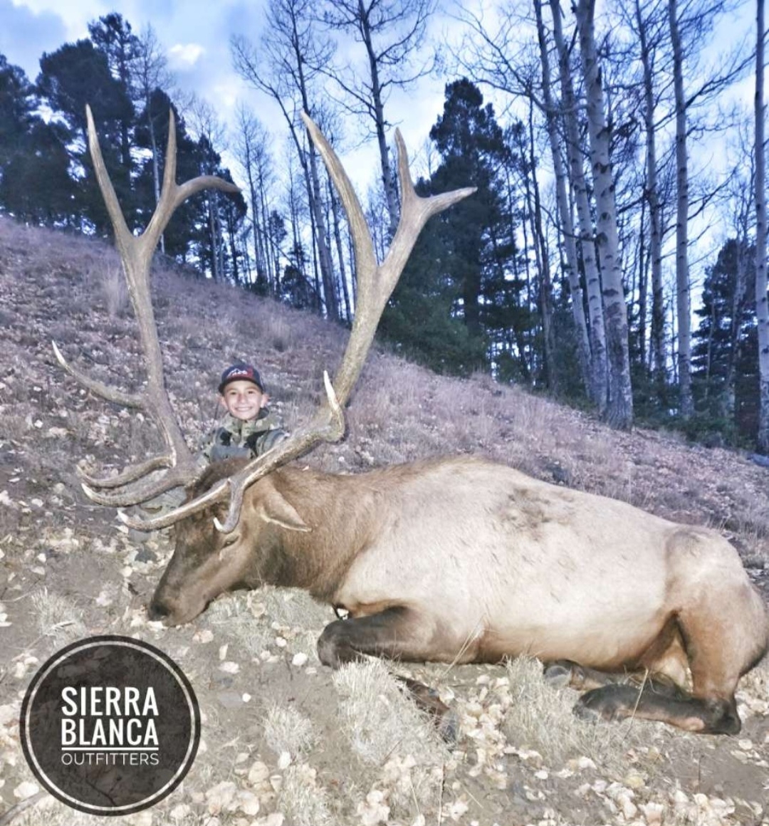 Nice Elk