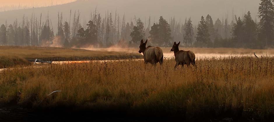 Cow Elk Hunts Discount