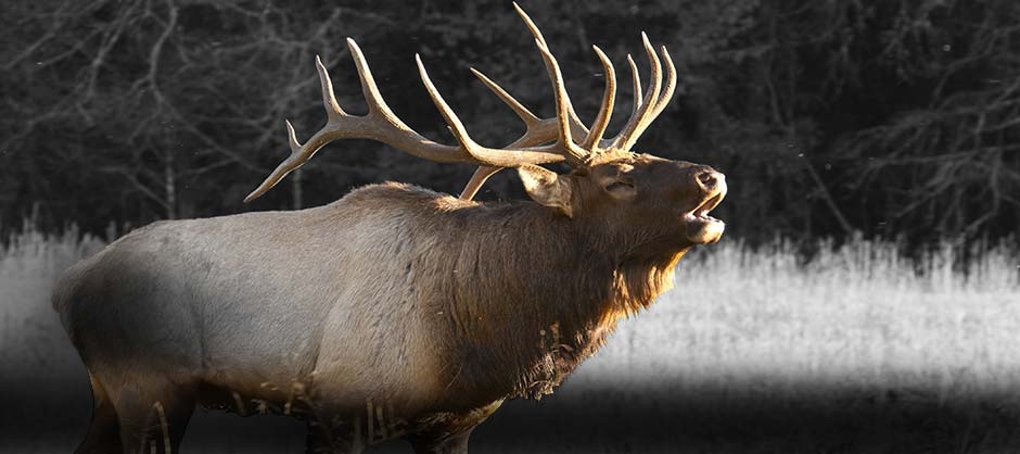 Late Season Bull Elk