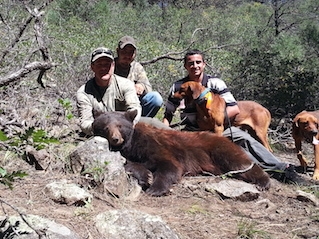 Bear Hunts