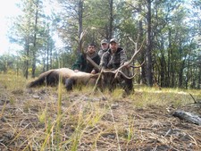 New Mexico Elk Hunt