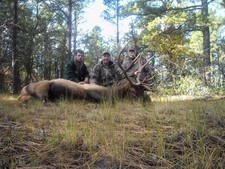 New Mexico Elk Hunt