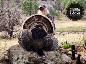 Merriam Turkey