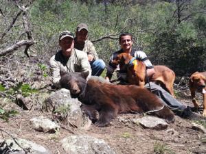 Black Bear Hunts
