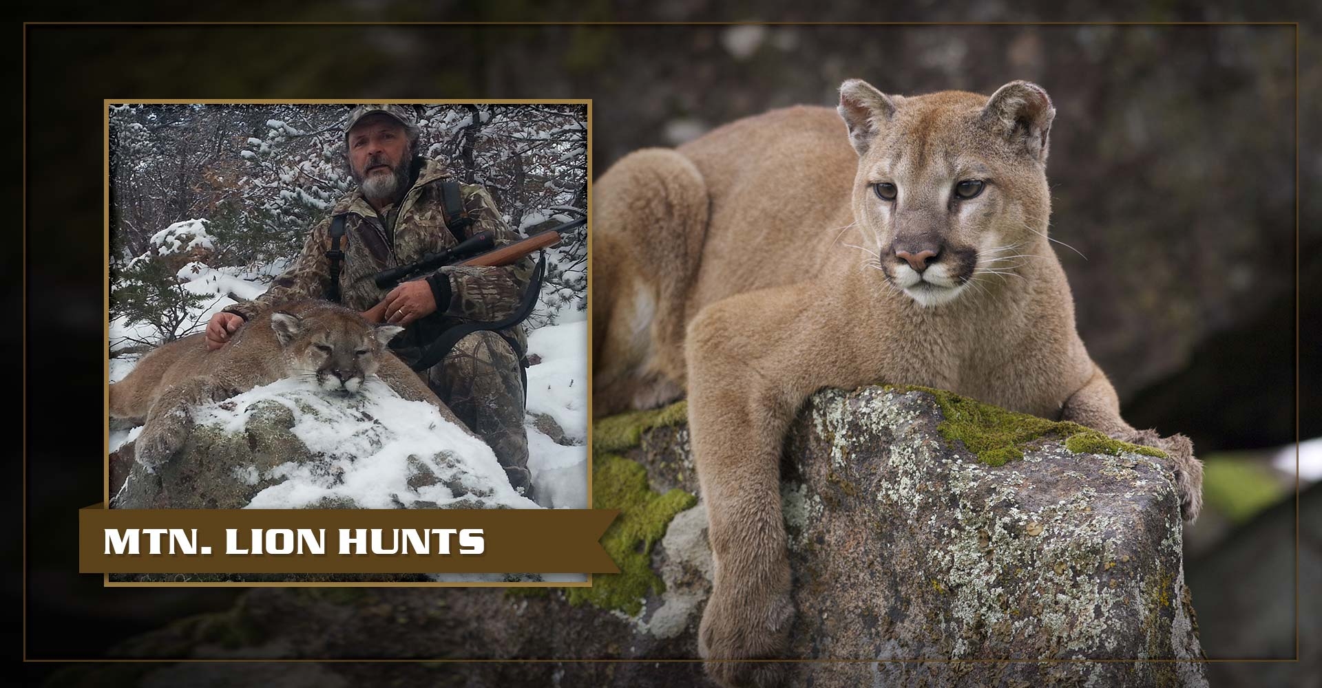 5.jpg Mountain Lion Hunts
